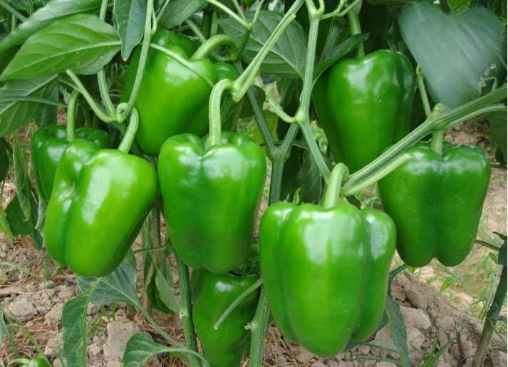 Pour une terre fertile
