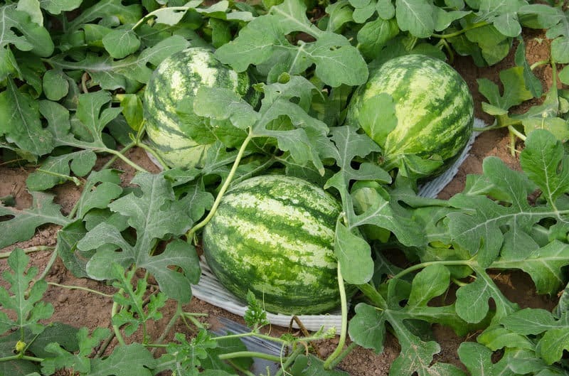 Pour une terre fertile